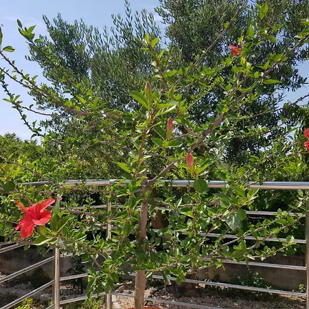 Maslina アパート