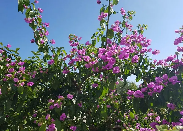 Apartamento Maslina *